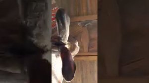 Кролик из Европы! Вексельберг-Австрия!