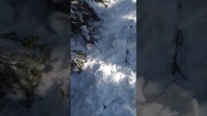 как и где копать (рыть) моралий корень осенью, следы косули, следы морала (оленя)