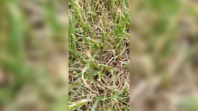 Как восстановить газон за 10 дней? смотреть онлайн