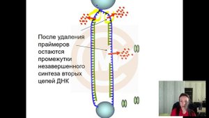 Репликация ДНК. Транскрипция. ЕГЭ по биологии 2023