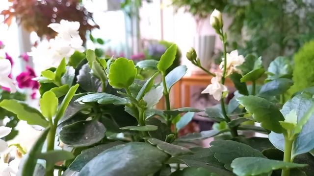 여름가드닝, 더 꼼꼼하게 신경써야해요/눈부시게 예쁜 여름꽃 소개 смотреть онлайн