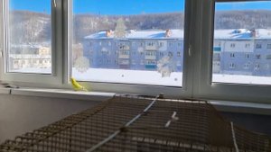 Говорящий попугай Лимончик. Смотрит в окно и говорит.