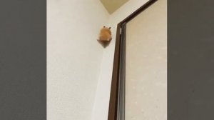 Хомяк-паук. Цепкие лапки и никакого мошенничества.