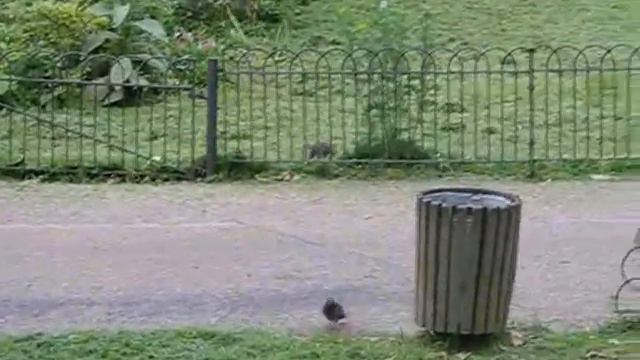 ►Hide Park◄ LONDON►Белки смотреть онлайн