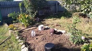 ЦВЕТЕНИЕ РОЗЫ ПОЛЬ НЕЙРОН.