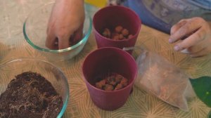 Кротон дал супер корни.  Кодиеум размножение и посадка черенков в домашних условиях.