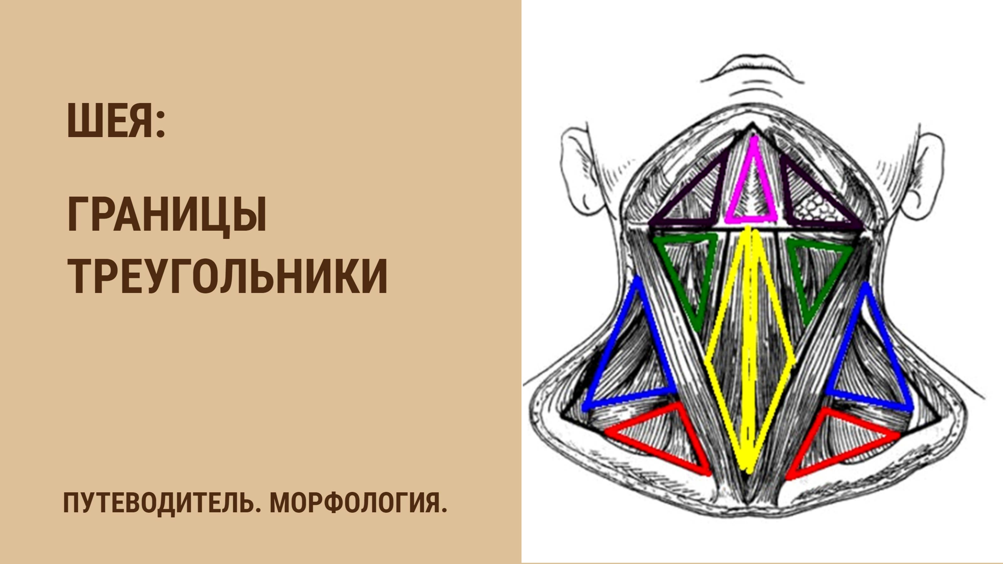 Части тела. Шея. Границы, треугольники.