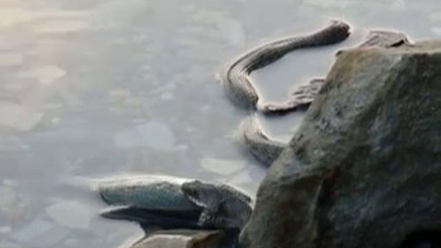 Змея поймала карася смотреть онлайн