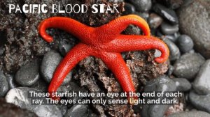 Starfish - 10 Cool Sea Stars for Kids Science