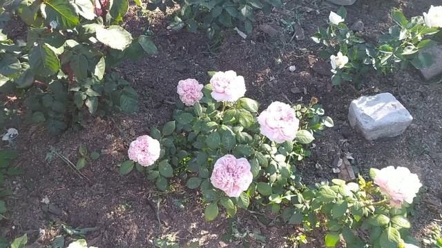 Утренняя прогулка по розарию.