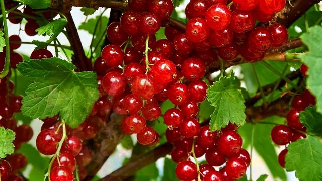 Смородина - интересные факты смотреть онлайн