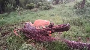 Поздний вечер в деревне. Релакс после рабочего дня.Звуки природы.