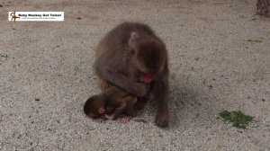高崎山 ママを呼ぶ猿の赤ちゃん / monpai monyet サル 猿 子ザル 小猿 悲劇 ニホンザル