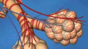 Малый (легочный) круг кровообращения