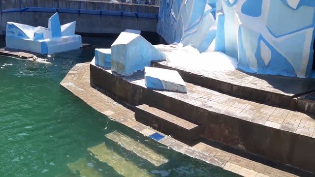 Медвежата белой медведицы, Новосибирский зоопарк. White bears in the Novosibirsk zoo смотреть онлайн
