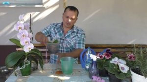 Как легко размножить орхидею. Рабочий способ!