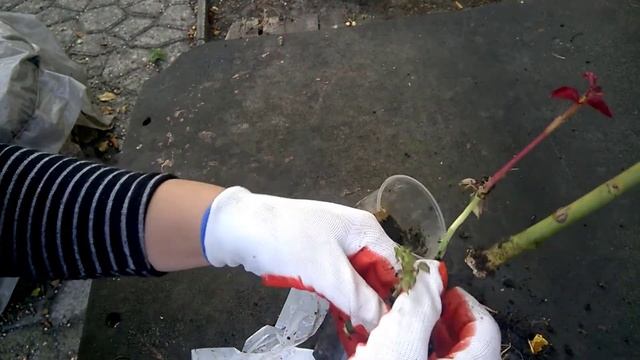 ВОЗДУШНЫЕ ОТВОДКИ у розы. РЕЗУЛЬТАТ укоренения роз воздушными отводкамиAIR BRANCHES the rose. RESUL смотреть онлайн