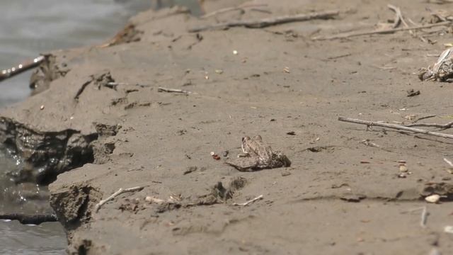 Нашли крупную воблу или оказались в нужном месте Рыбалка в Астрахани Ловля Астраханской воблы