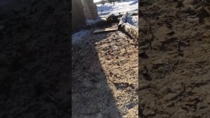 Производства древесного угля( берёза )
