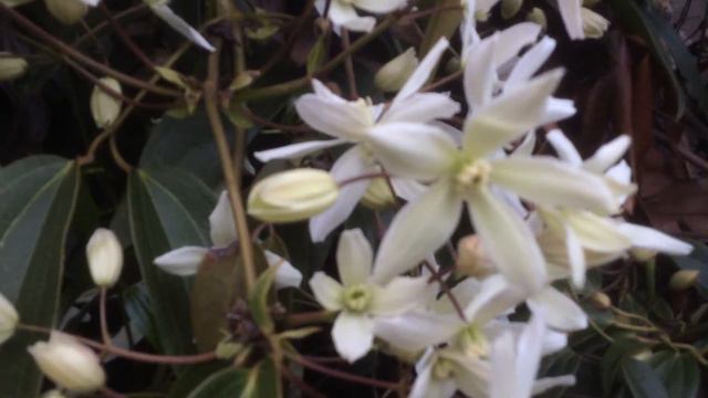 Clématite Armandii 'Snow Drift' Un parfum printanier à la fleur d'Oranger смотреть онлайн