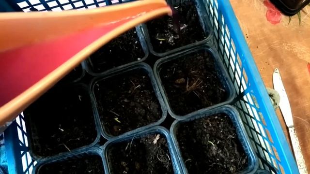 пересадка всходов перца, из скрутки в землю