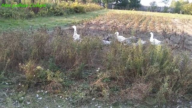 Чеснок из семян. Гуси разговаривают по разному. Гошка с Матильдой стали толстенькие, красивые! смотреть онлайн
