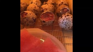 Перепела из магазинных яиц. Инкубатор своими руками.