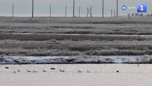 Мороз и дождь: в Херсонской области деревья покрылись наледью
