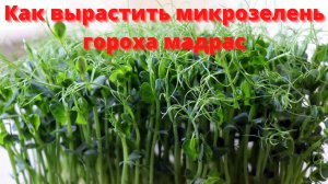 Как вырастить микрозелень гороха мадрас.