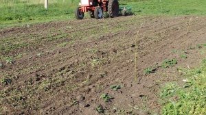 Трактор т 25 и культиватор КПС 2.2 Прополка тыквы (2021)