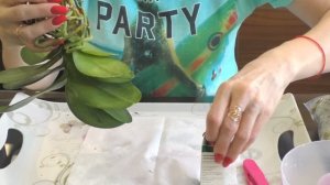 Пересадка азиатской орхидеи в размере 2,5. Другие компоненты грунта.