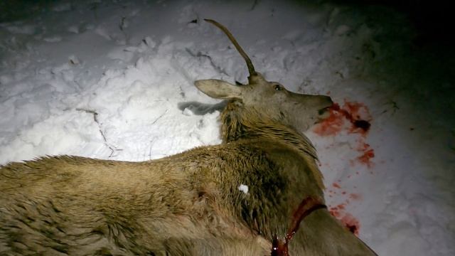 Охота на ОЛЕНЯ. ОХОТА В БЕЛАРУСИ смотреть онлайн