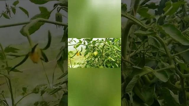 Томат 