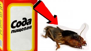 Как избавиться от медведки За 3 Секунды!