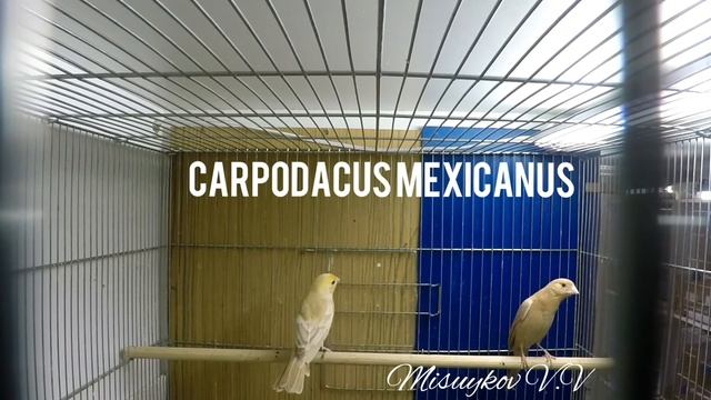 Мексиканская чечевица. Carpodacus mexicanus. смотреть онлайн