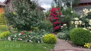 Розы для переднего плана