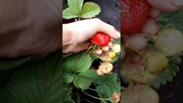 Клубника Максим смотреть онлайн