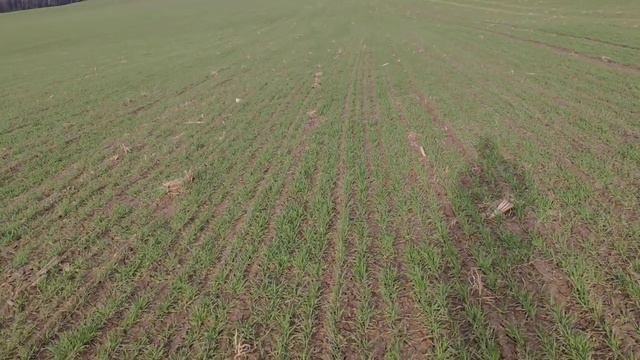 Озимая пшеница.2 недели после подкормки КАС. смотреть онлайн