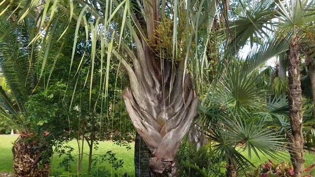The Curious and Cool Triangle Palm - Dypsis decaryi. смотреть онлайн