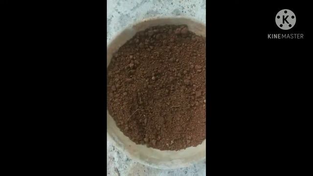 മഞ്ഞ സർപ്പപ്പോള |yellow snake plant caring смотреть онлайн