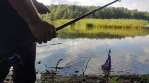 бещенные поклевки карася в Раменском (оз. Плотина).