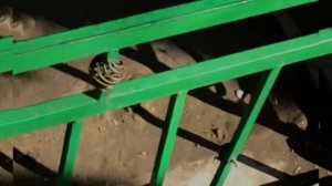 Источник « ЧИЛУ ЧОР ЧАШМА »  в Таджикистане ??