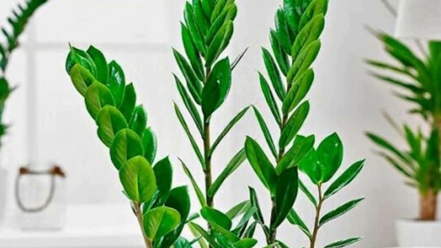 Комнатные растения идеальные для офиса. смотреть онлайн