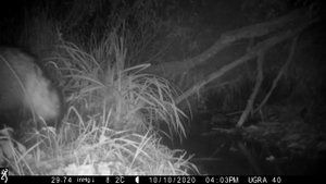 Енотовидные собаки. Снято фотоловушкой