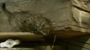 Тайная жизнь чернобыля