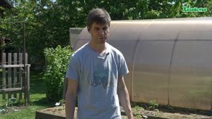 Чем необходимо подкормить лук и чеснок в начале Июня? Не игнорируйте эту подкормку!!!