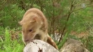 Редких сумчатых куниц защищают от вымирания (новости)