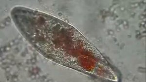 Paramecium eating pigmented yeast