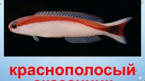 Морская рыба. Рассказ о рыбах
