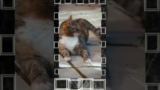 🐱